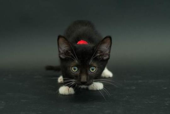 【黑貓才是王道】7個擁有過黑貓才知道的好